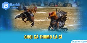 Chọi gà Thomo là gì?