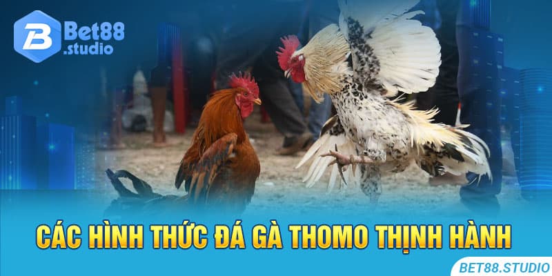 3 hình thức đá gà Thomo phổ thông